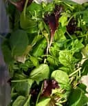 50/50   Spring Mix and Spinach