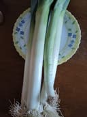 Poireau