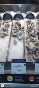 Clam Oysters