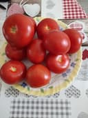 Tomates ronde