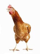 Air Chilled Chicken Breast