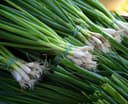 Leek Bulb and leaf