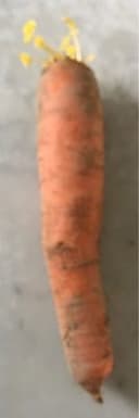 Carottes